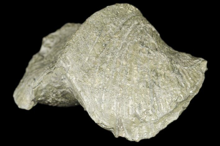 Pyrite Replaced Brachiopod (Paraspirifer) Fossil - Ohio #189168